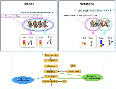 Environmental Regulation Using Plasticoding for the Evolution of Robots